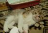 Шотландские вислоухие котята превью 495771.