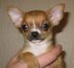 Чихуахуа г/ш девочка на фото превью 490638.
