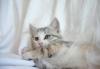 Котенок-девочка окраса "вискас",2 месяца.в дар превью 496200.