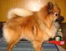 Превью Шпица щеночки Екатеринбург - 1