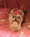 Йоркширского терьера щенки превью 497679.