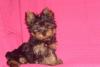 Щенок йоркширского терьера - сука с документами превью 498069.
