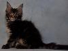 Превью Котята мейн кун Москва - 3