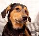Превью Лана - очаровательный щенок-бородатик в дар Москва - 3