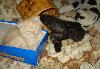 Превью Черненькая милашка-очаровашка Реутов - 4