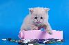 Превью Клубные шотландские котята короткошерстные Москва - 3