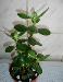Денежное дерево 40см ввиду ремонта превью 57452.