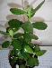Превью Денежное дерево 40см ввиду ремонта Москва - 1