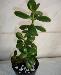 Превью Денежное дерево 40см ввиду ремонта Москва - 2