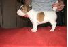 Превью Щенки Санкт-Петербург - 1