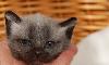 Превью Котёнок Фара русская голубая кошка, кот Москва - 1