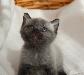 Превью Котёнок Фара русская голубая кошка, кот Москва - 2