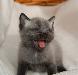 Превью Котёнок Фара русская голубая кошка, кот Москва - 3