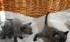 Превью Котёнок Фара русская голубая кошка, кот Москва - 4