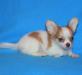 Щенок чихуахуа, девочка дл/шерстная превью 500000.