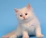 Невский маскарадный котик превью 501164.
