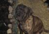 Bullmastiff превью 501344.