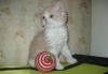 Селкирк-рекс, котята-овечки превью 501683.