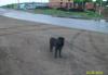 Превью Потерялся шар-пей Красноярск - 1