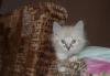 Невский маскарадный котенок (мальчик) превью 504540.