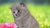 Выставка котят ВВЦ пав N 64 превью 504606.