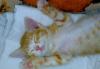 "Котенок в добрые руки" превью 504646.
