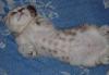 Превью Кошка скоттиш фолд Санкт-Петербург - 1
