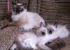 Невские маскарадные  котики превью 507370.