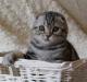 Шикарные вислоухие котята превью 507401.