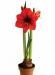 Превью Гиппеаструм (Hippeastrum) в горшке Москва - 2