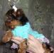 Превью Малышка девочка йорка - для разведения и выставок Москва - 2