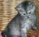 Превью Британские клубные котята  из питомника vivian Москва - 4