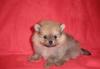 Превью Щенки померанского шпица Москва - 1