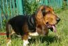 Бассет Хаунд Basset превью 510297.