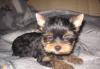 Превью Йорки Санкт-Петербург - 2