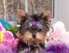 Милые щенки Йорки для свободного принятия превью 512794.