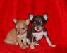 Щенки чихуахуа превью 512971.