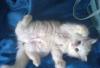 Белые персидские котята и кошки превью 515200.