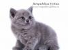 Превью Белый британский котик - шоу качество, эксклюзив Москва - 1