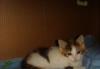 Котята в дар превью 517251.