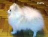 Превью Белый плюшевый медвежонок Шоу Москва - 1