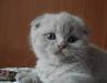 Котята. Малыши. 2 месяца превью 517746.