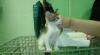 Котята ищут дом превью 517795.