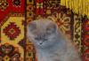 Шотландские  страйт котята превью 517957.
