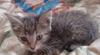 Превью Котёнок ищет дом Санкт-Петербург - 2