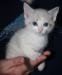 Котёнок тайский, девочка превью 518244.