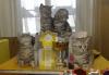 Превью Шотландские подрощенные шоу-котята недорого Москва - 3