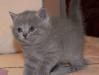 Превью Британские плюшевые коты Павловский Посад - 2