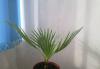 Превью Фикусы и пальмы Краснодар - 3