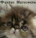Персидский котик мрамоного окраса превью 525803.